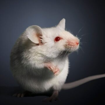 How stress stops hair growth (in mice)