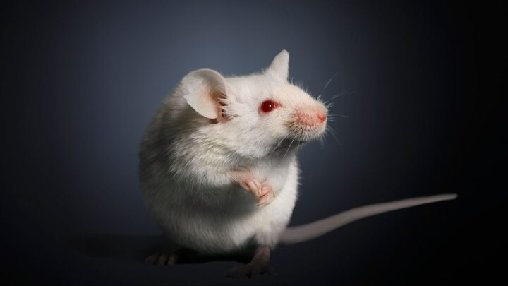 How stress stops hair growth (in mice)